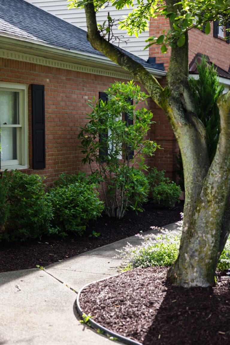 A well-maintained garden in front of a brick house with a window. The garden features a variety of green shrubs and a small tree. A curved concrete pathway leads around the garden, bordered by mulched flower beds. Sunlight casts shadows through the leaves of the tree, adding a dynamic feature to the scene.